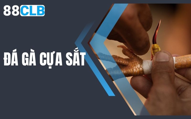 đá gà cựa sắt