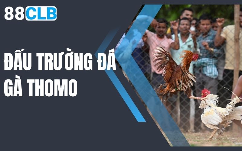 đấu trường đá gà thomo