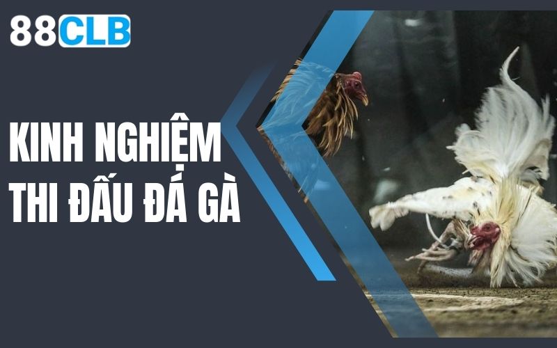 kinh nghiệm thi đấu đá gà