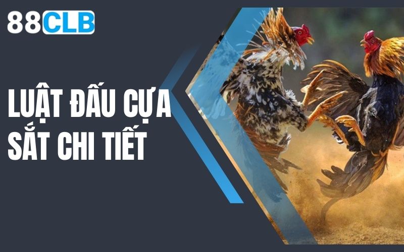 luật đấu cựa sắt chi tiết