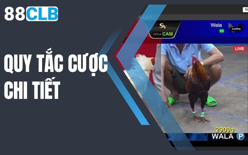 quy tắc cược chi tiết